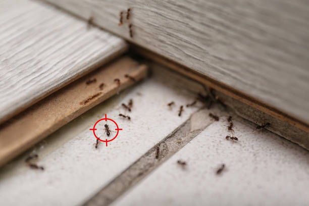 Best Termite Control Services  in Rogers City, MI