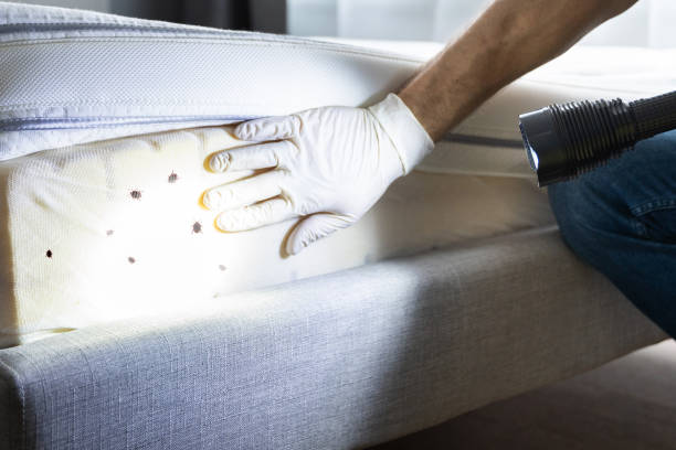 Best Wasp Removal Services  in Rogers City, MI