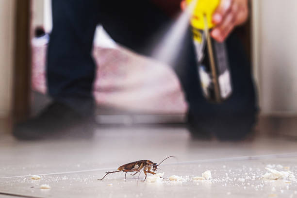 Best Insect Control  in Rogers City, MI